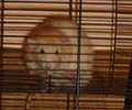 Illiad, rat aggressif, ne sera jamais reproduit